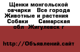 Щенки монгольской овчарки - Все города Животные и растения » Собаки   . Самарская обл.,Жигулевск г.